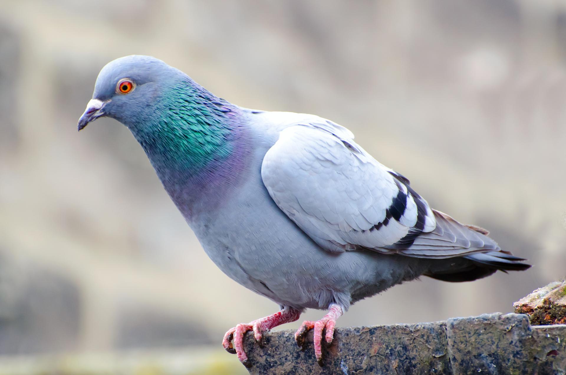 pigeon bird