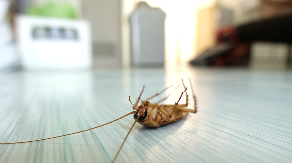 pest extermination