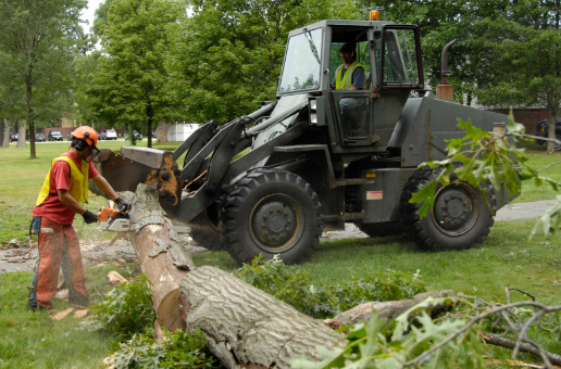 tree removal service