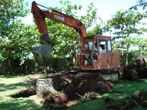 tree removal service