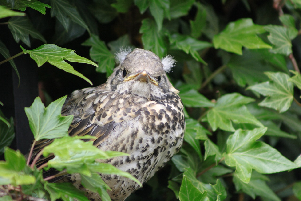 bird on a hideout